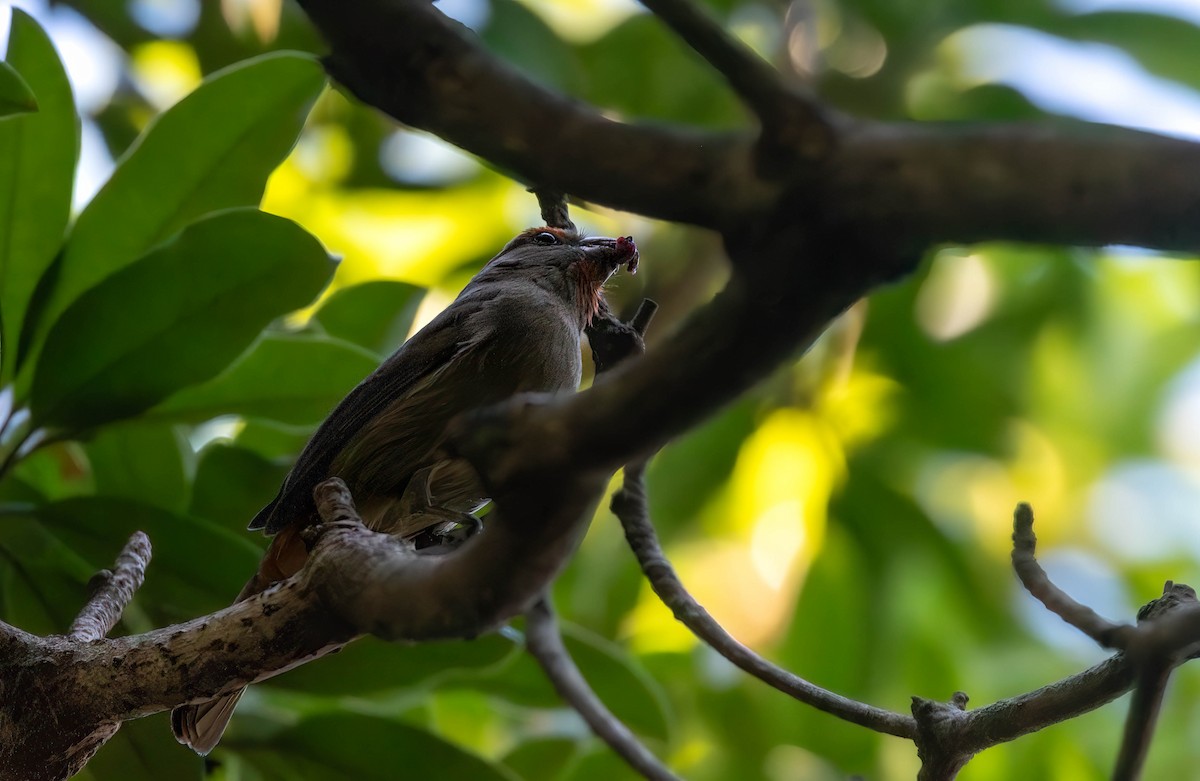 Greater Antillean Bullfinch - ML628456130