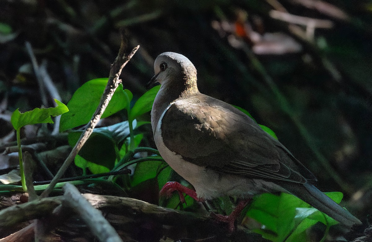 Caribbean Dove - ML628456139