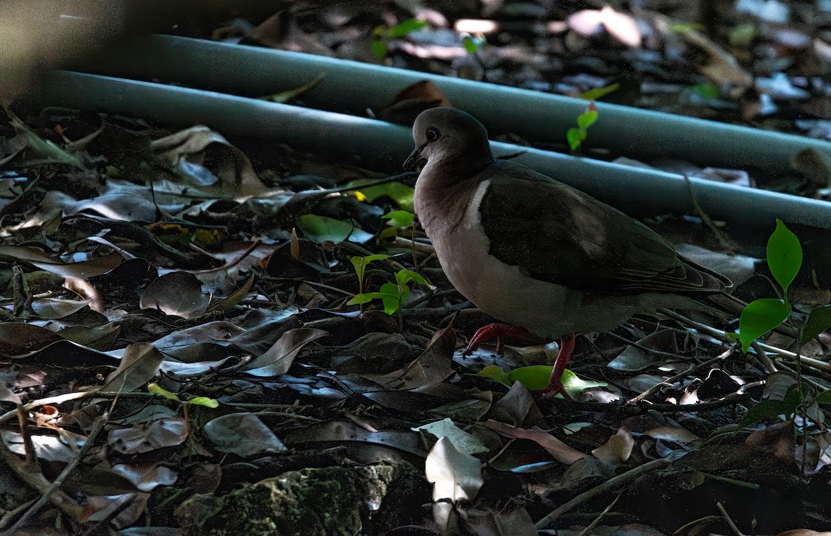 Caribbean Dove - ML628456290