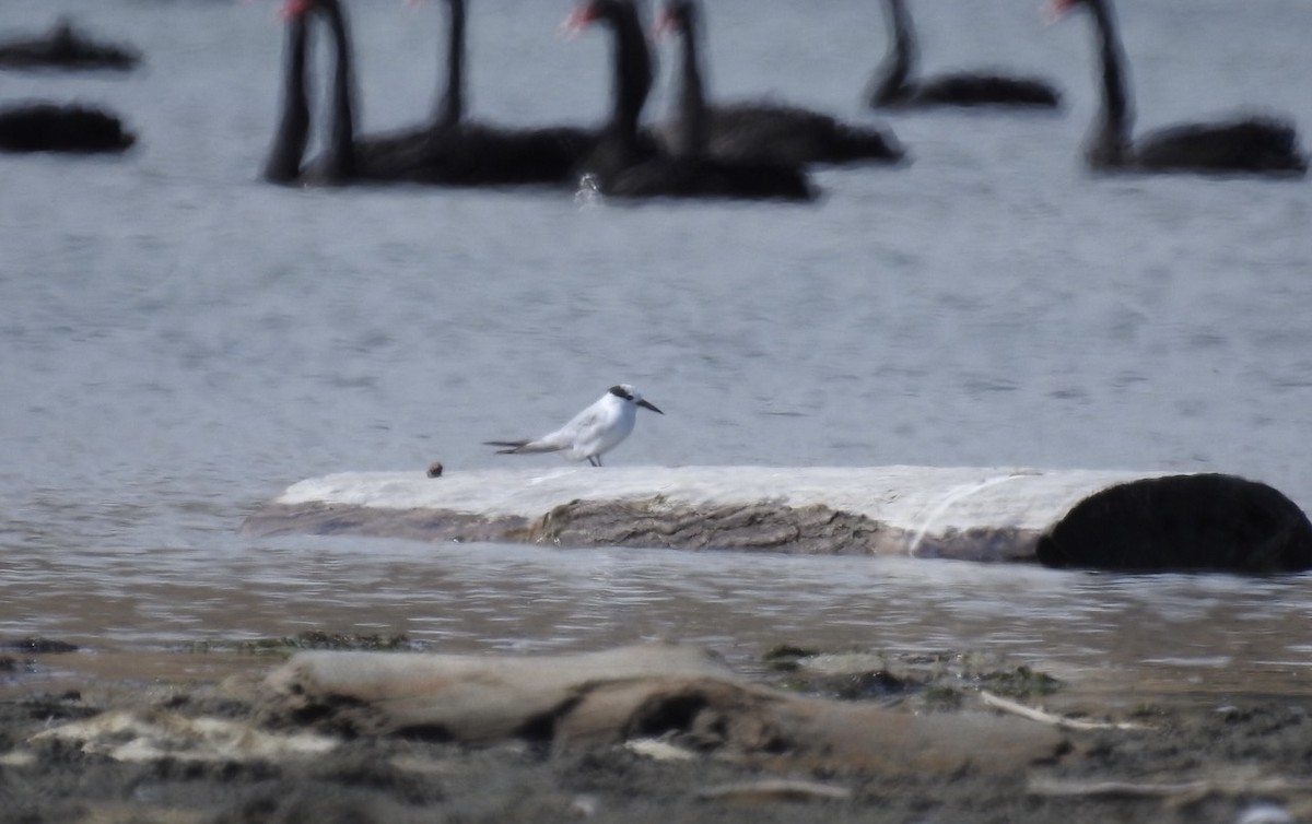 Little Tern - ML628456313