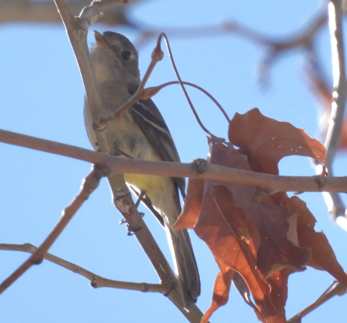 Gray/Dusky Flycatcher - ML628456329