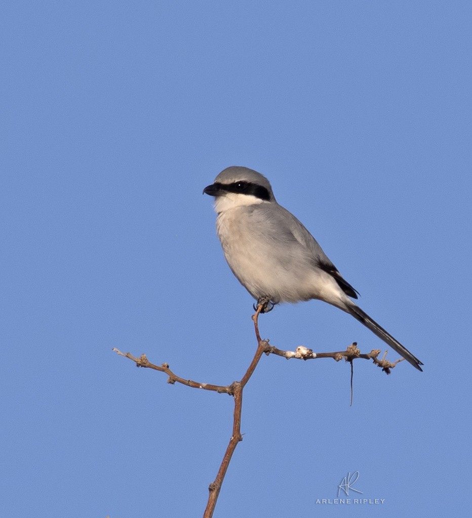 Loggerhead Shrike - ML628456388