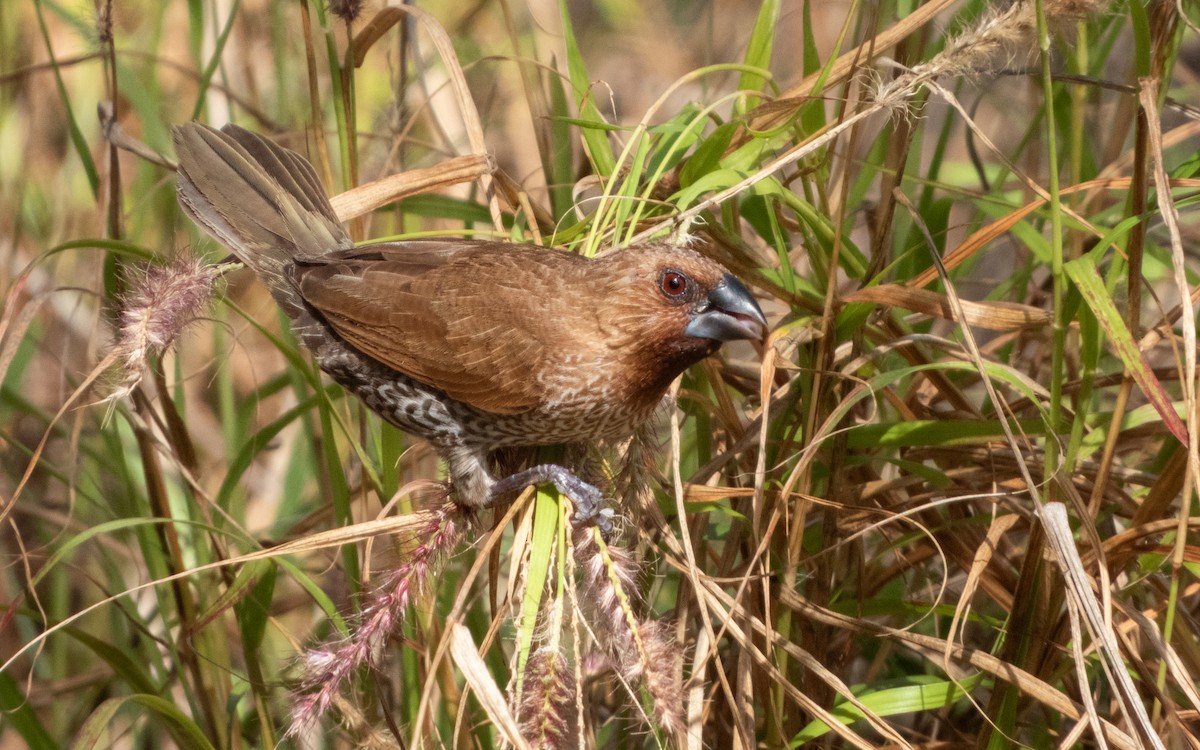 Scaly-breasted Munia (Scaled) - Kellen Apuna