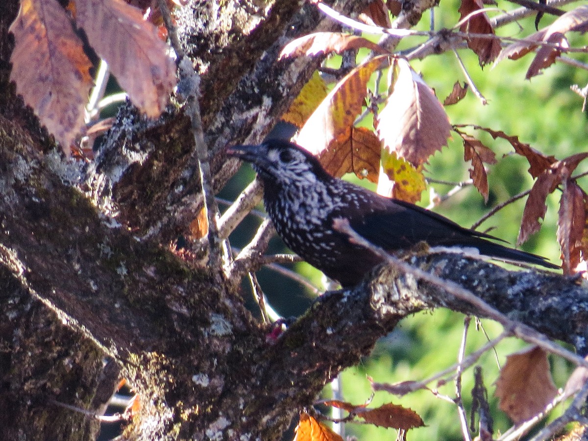 Southern Nutcracker - ML628456453