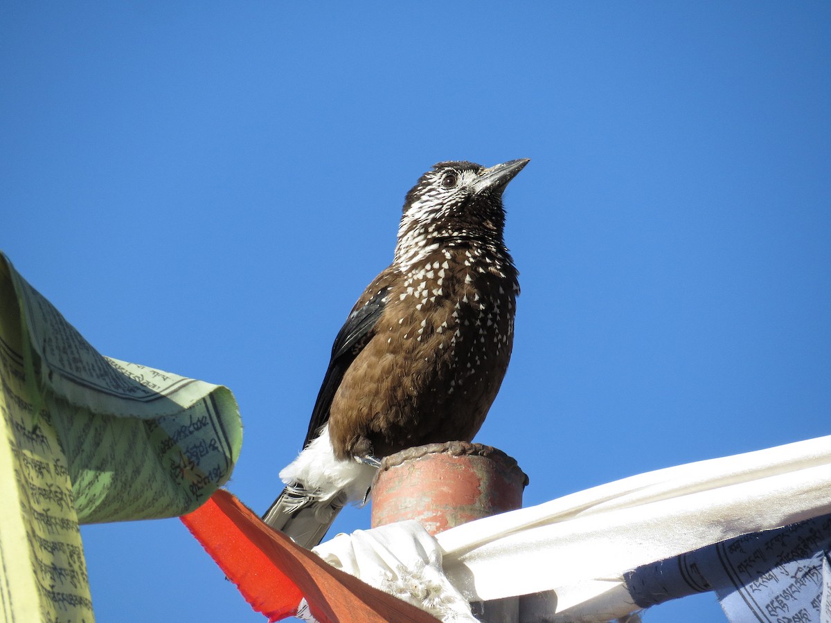 Southern Nutcracker - ML628456454