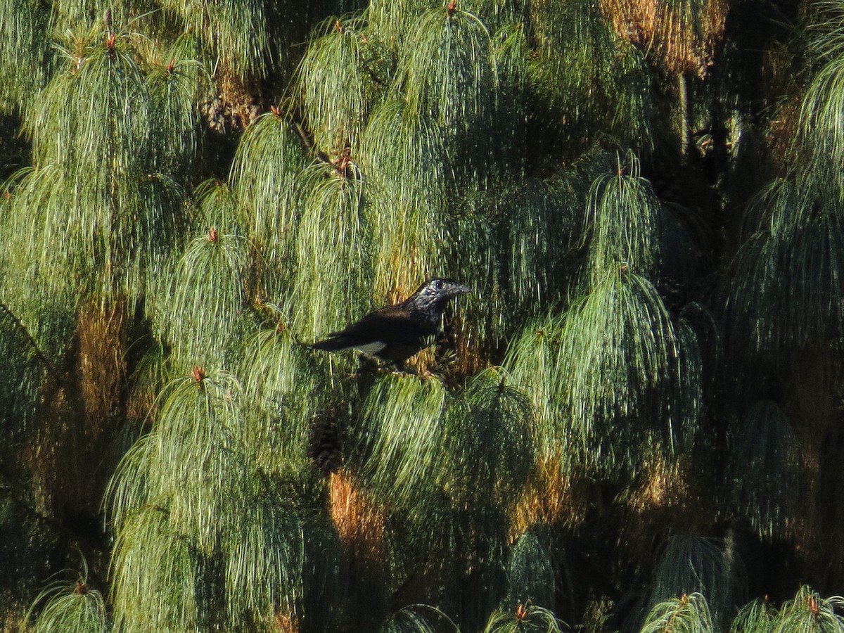Southern Nutcracker - ML628456455