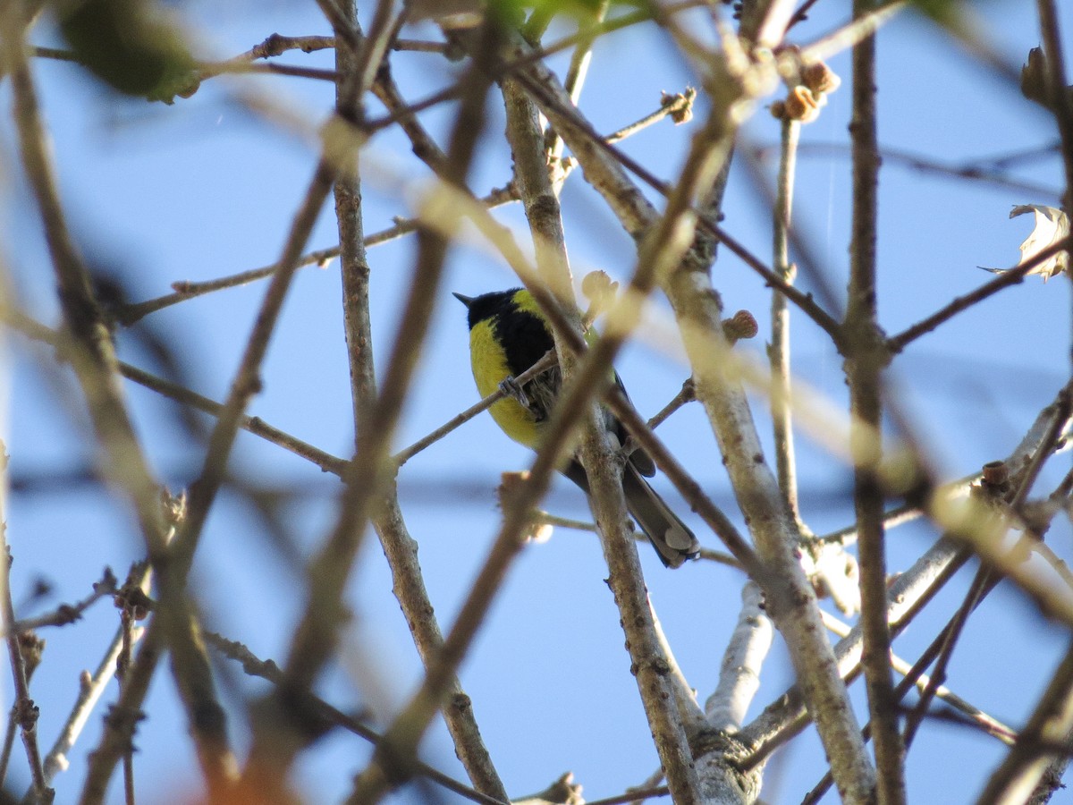 Green-backed Tit - ML628456463