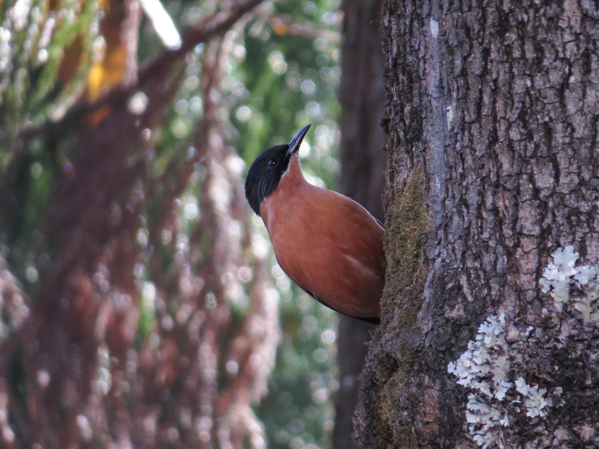 Rufous Sibia - ML628456472