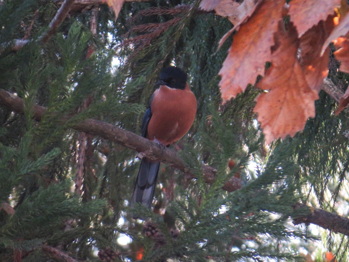 Rufous Sibia - ML628456473