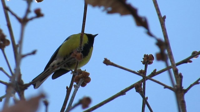 Green-backed Tit - ML628456533