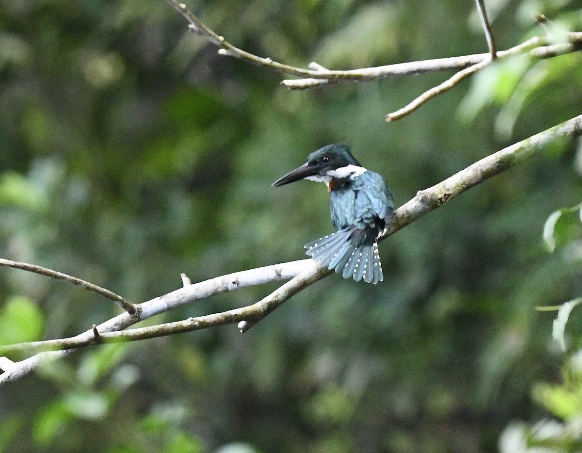 Amazon Kingfisher - ML628456693