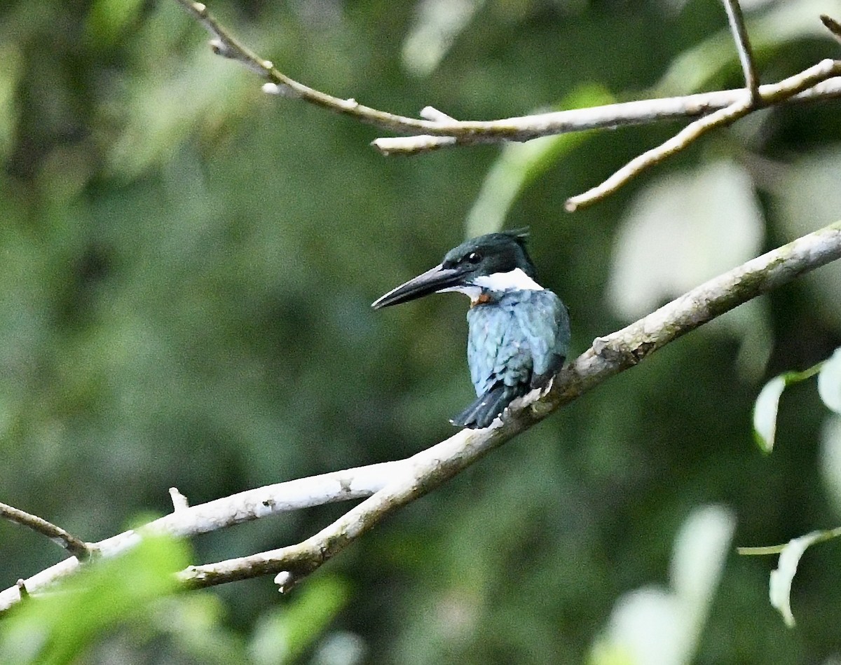 Amazon Kingfisher - ML628456698