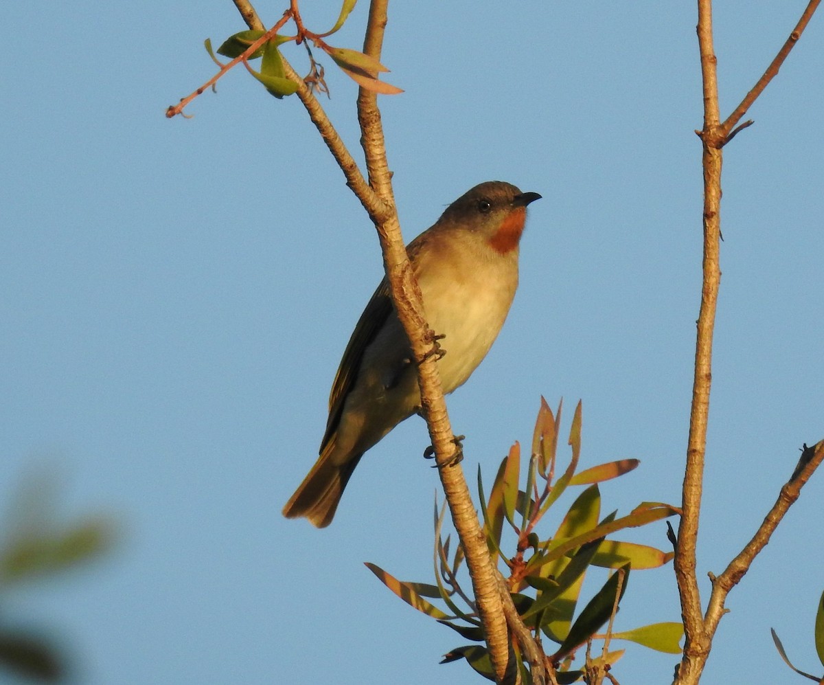 Rufous-throated Honeyeater - ML628456941