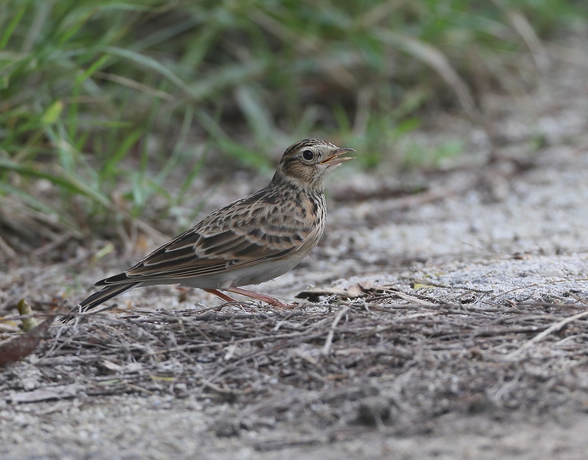 Eurasian Skylark - ML628457023