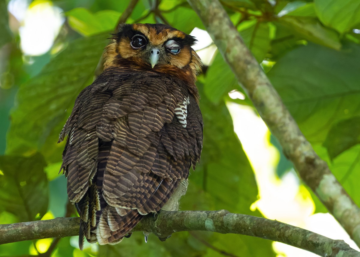 Brown Wood-Owl (Bornean) - ML628457289