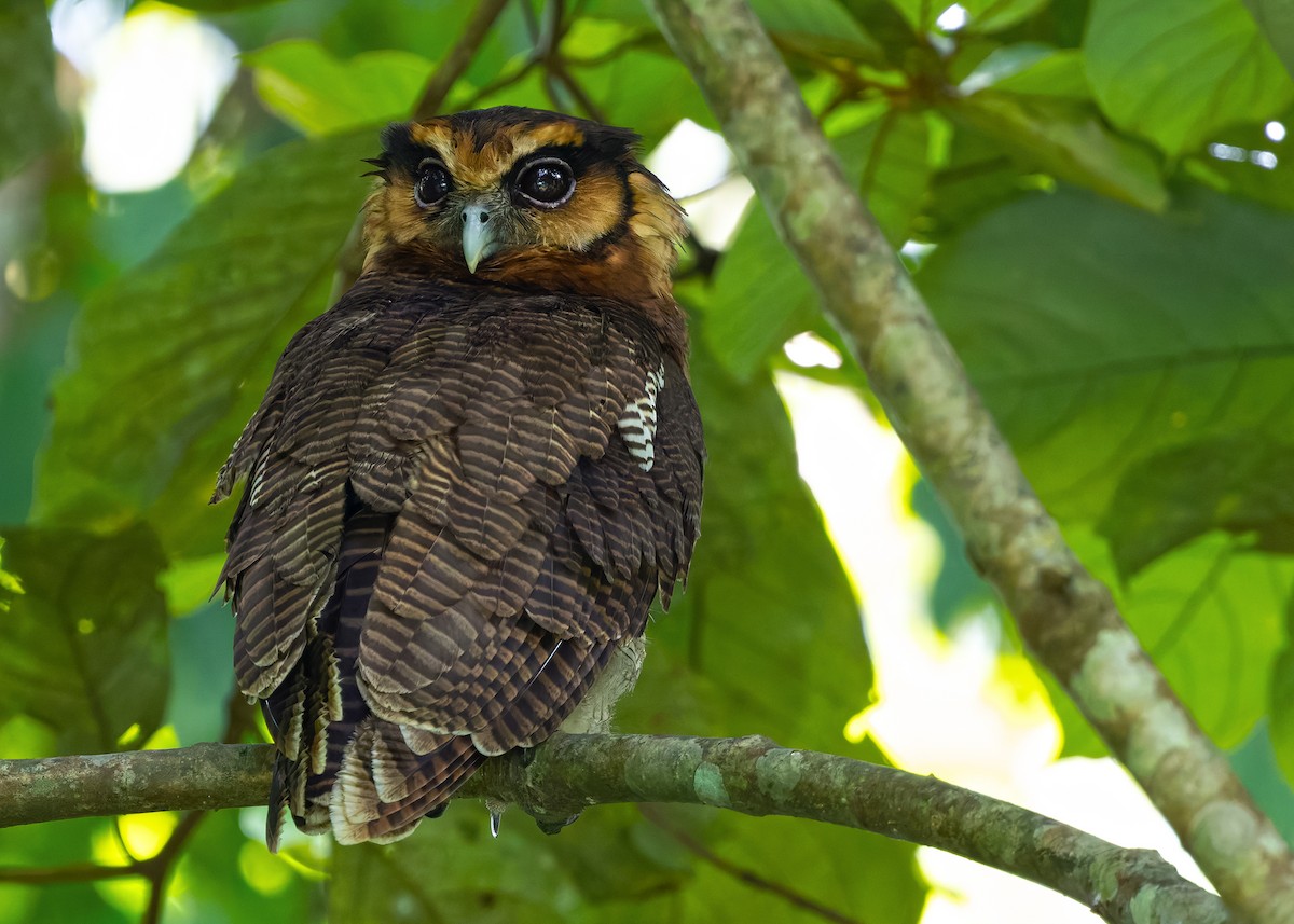 Brown Wood-Owl (Bornean) - ML628457290