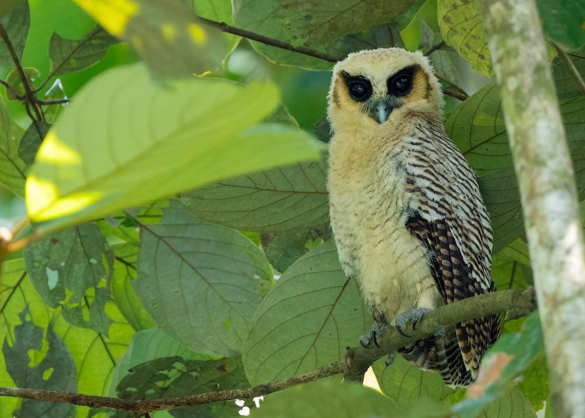 Brown Wood-Owl (Bornean) - ML628457291