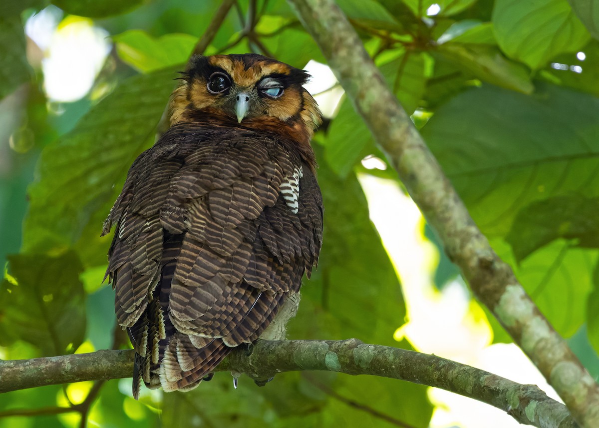 Brown Wood-Owl (Bornean) - ML628457292