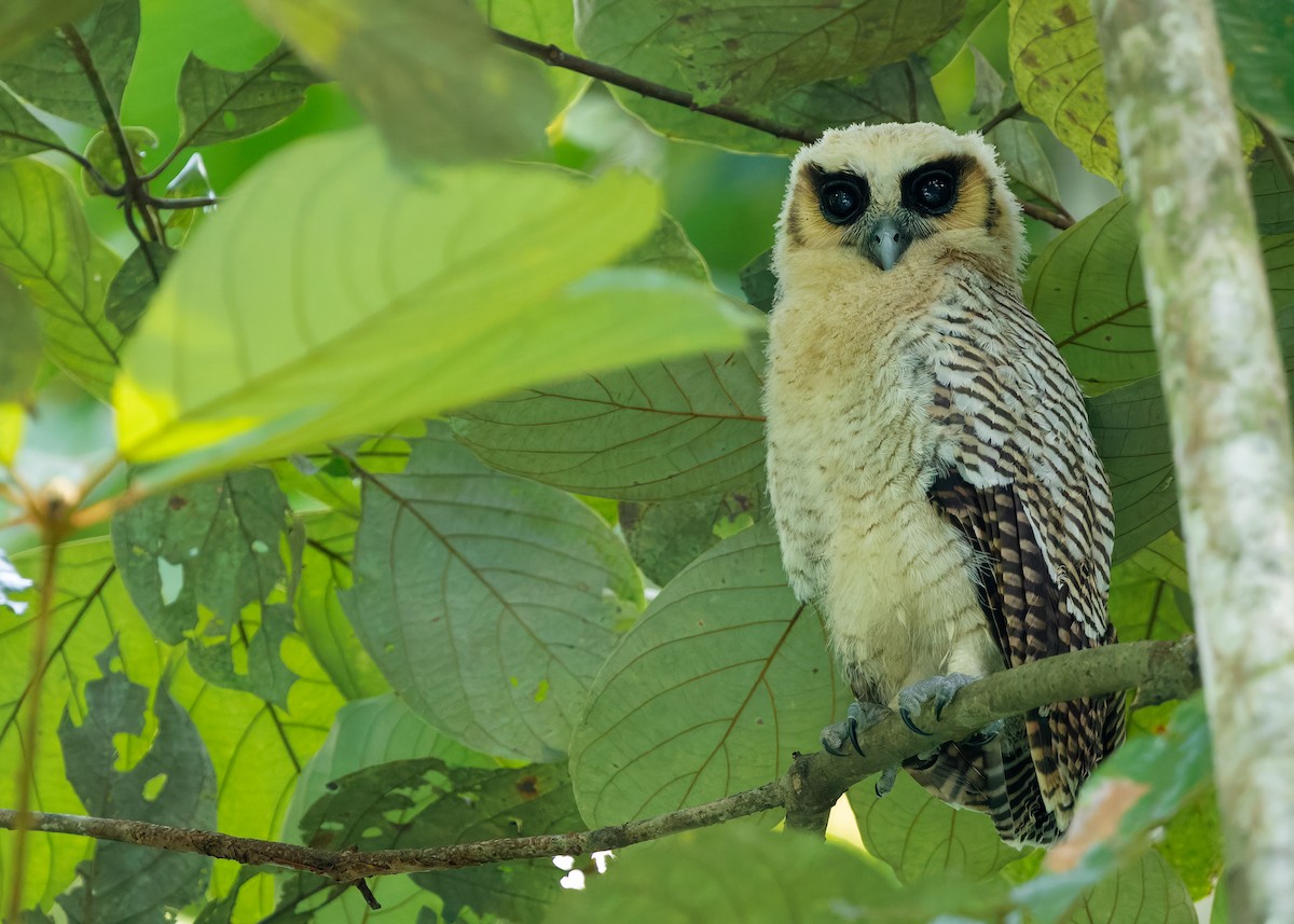 Brown Wood-Owl (Bornean) - ML628457293