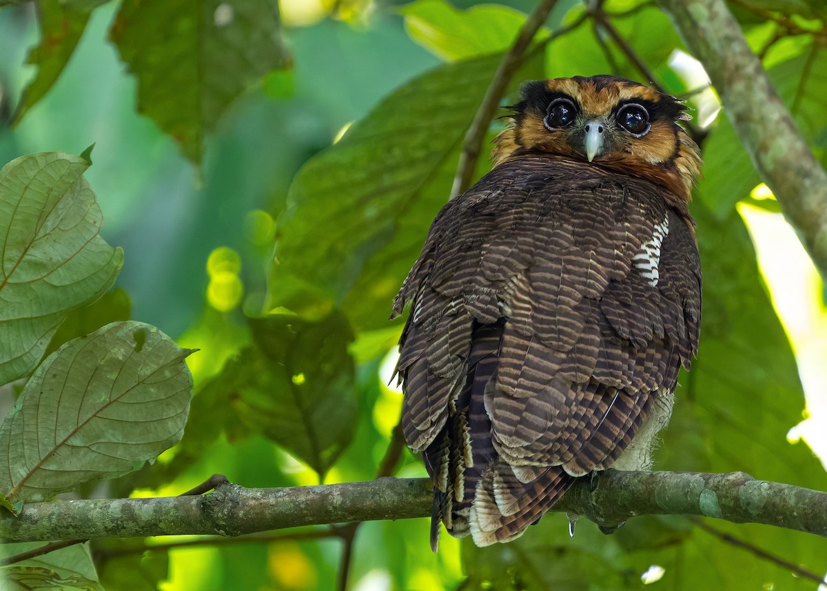 Brown Wood-Owl (Bornean) - ML628457295