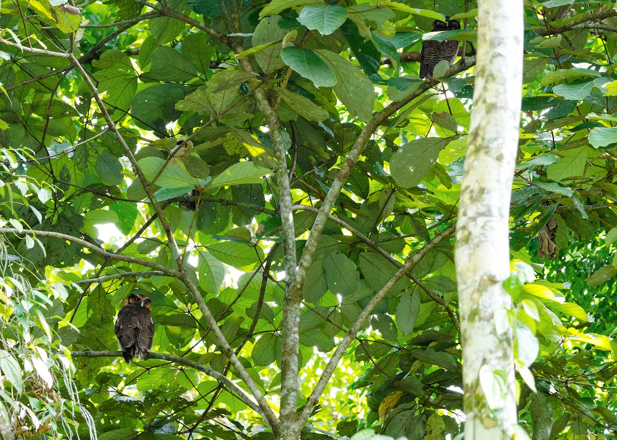 Brown Wood-Owl (Bornean) - ML628457296