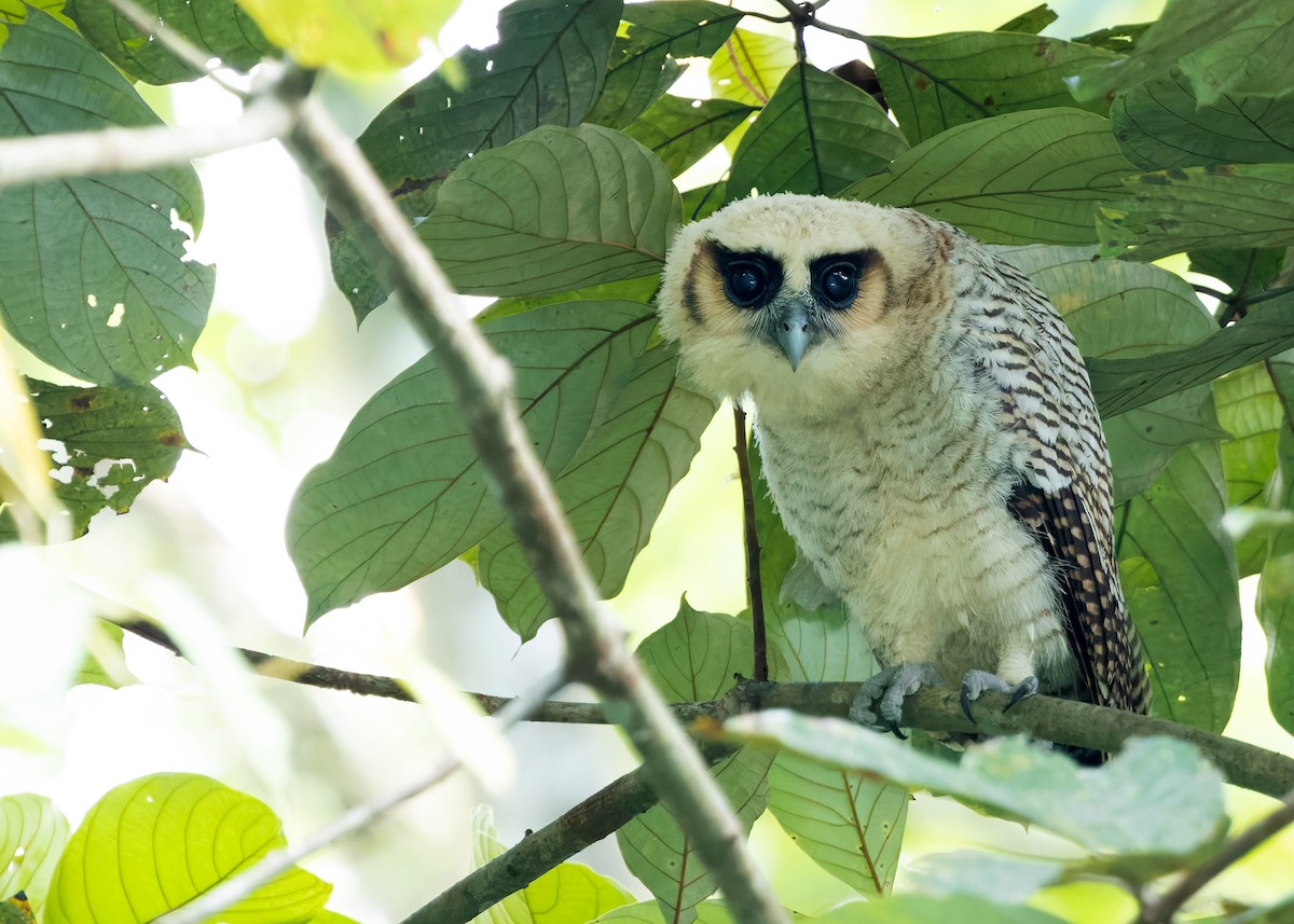 Brown Wood-Owl (Bornean) - ML628457297