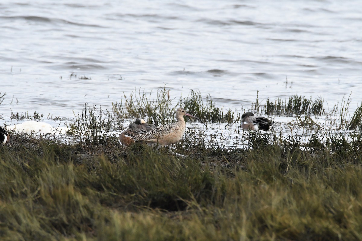 Long-billed Curlew - ML628457320