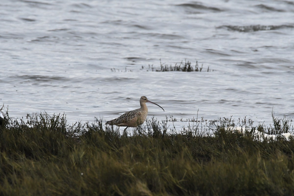 Long-billed Curlew - ML628457321