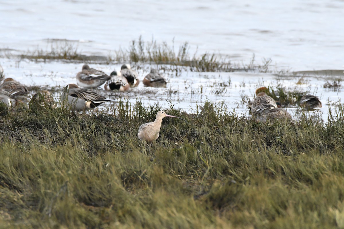 Long-billed Curlew - ML628457322