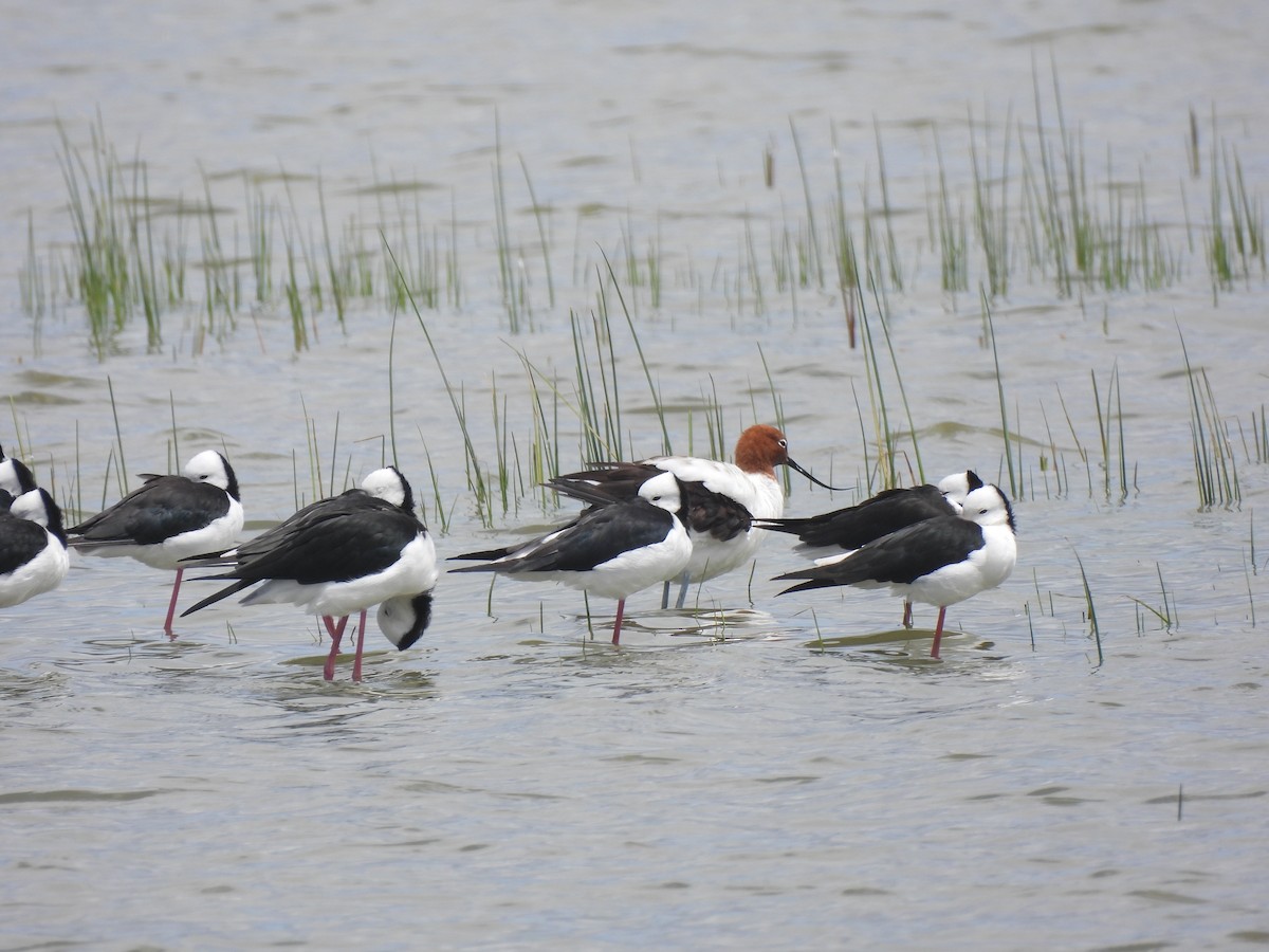 Red-necked Avocet - ML628457653