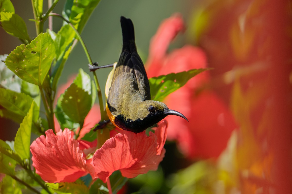 Palawan Sunbird - ML628457829