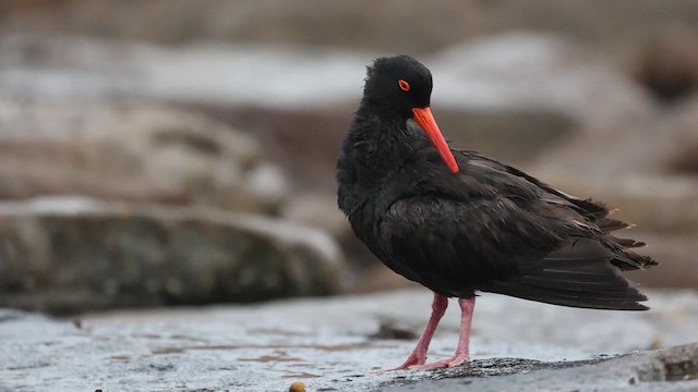 Sooty Oystercatcher - ML628457907