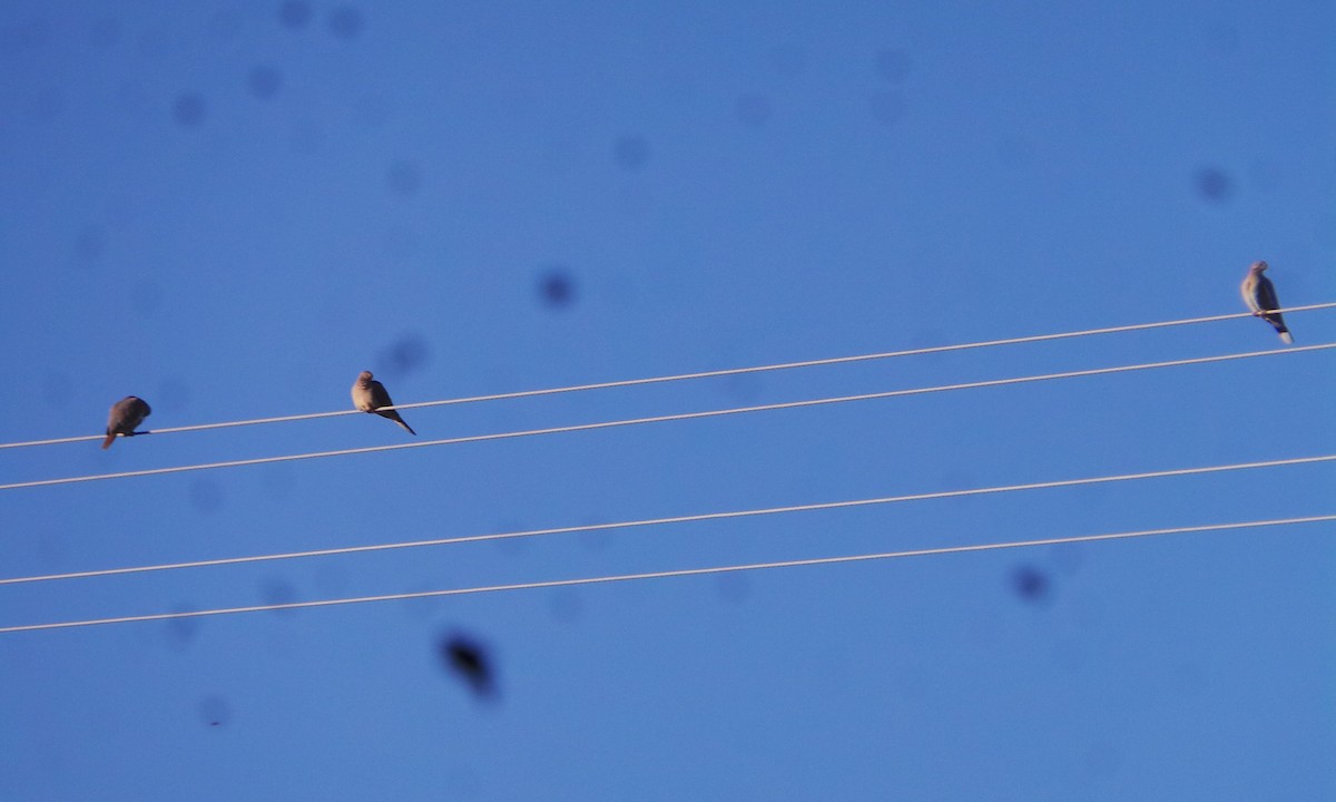 White-winged Dove - ML628458129