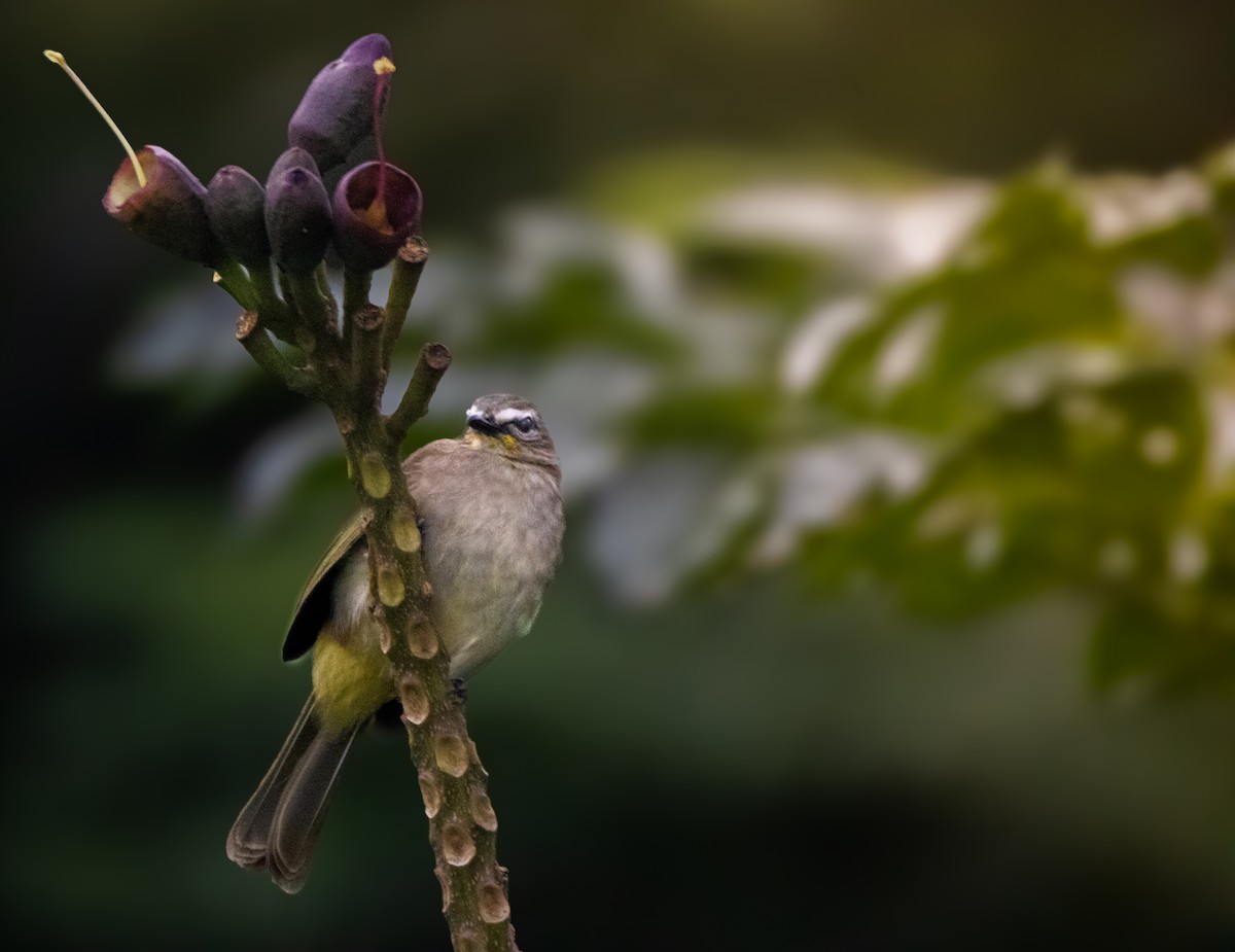 White-browed Bulbul - ML628458256