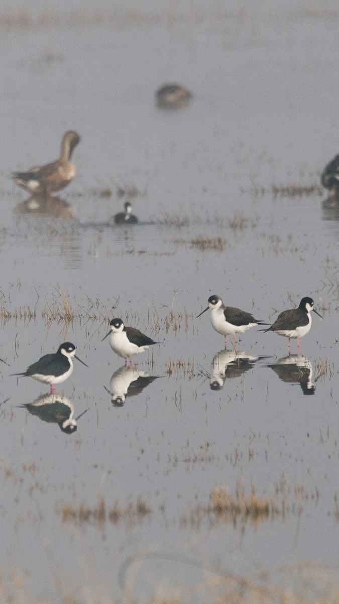 Black-necked Stilt - ML628458270