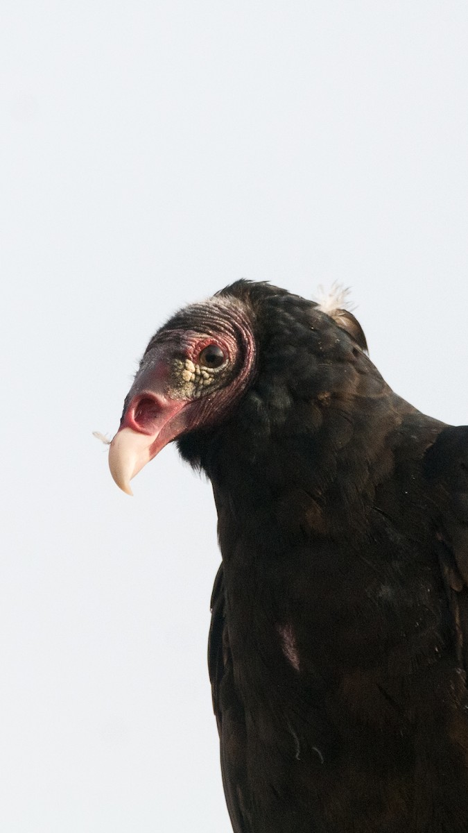 Turkey Vulture - ML628458271