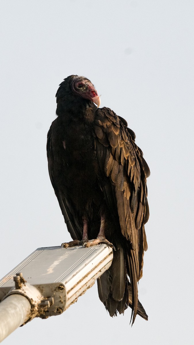 Turkey Vulture - ML628458272