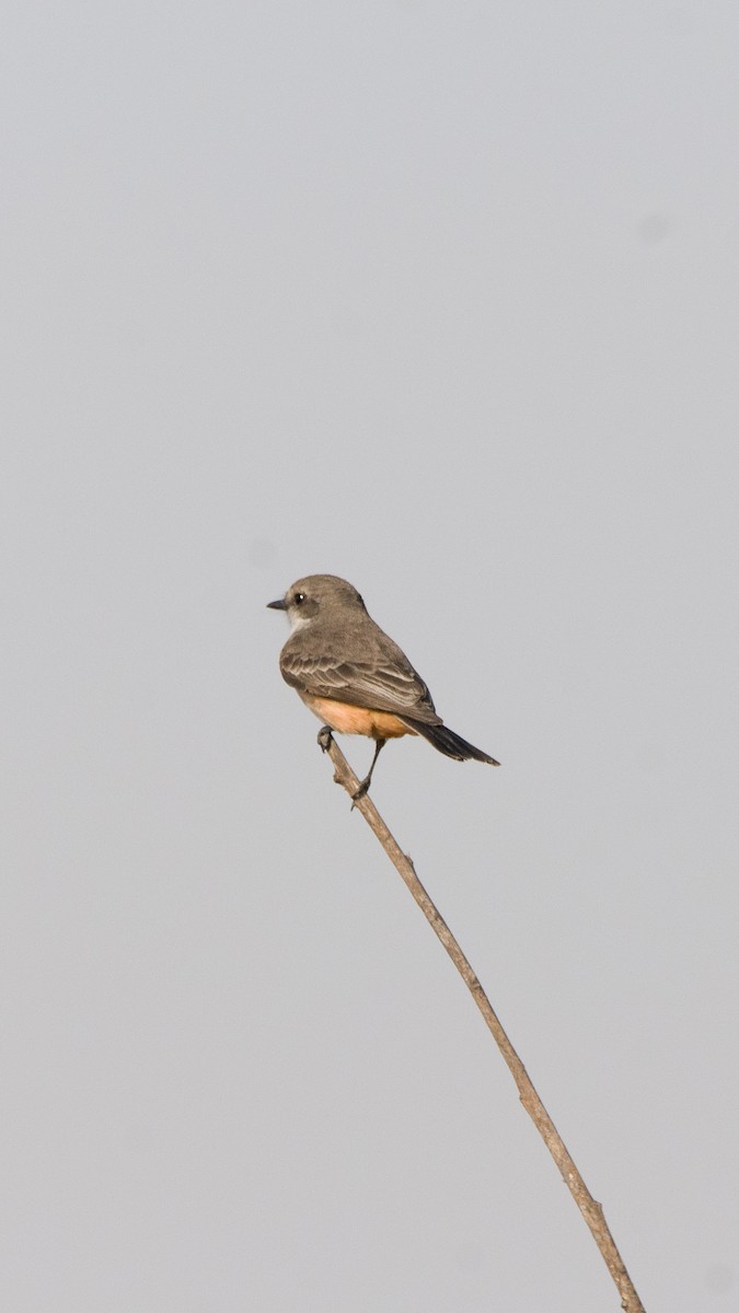 Vermilion Flycatcher - ML628458284