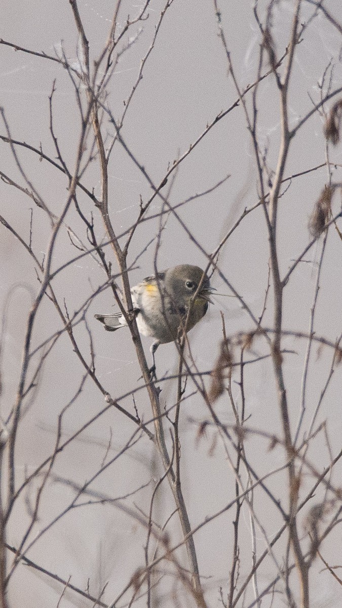 Yellow-rumped Warbler - ML628458303