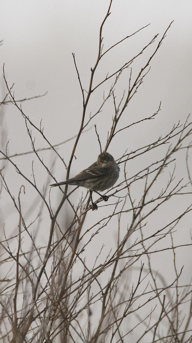 Yellow-rumped Warbler - ML628458304