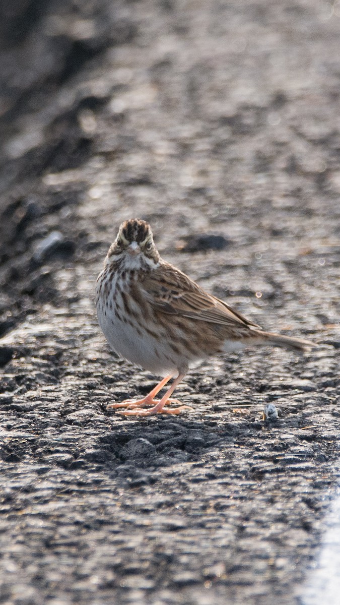 Savannah Sparrow - ML628458307