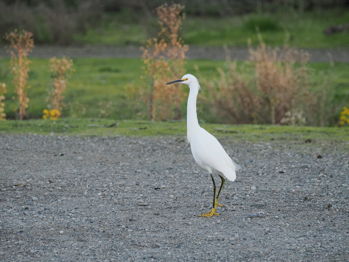 Snowy Egret - Rodrigo Dueñas