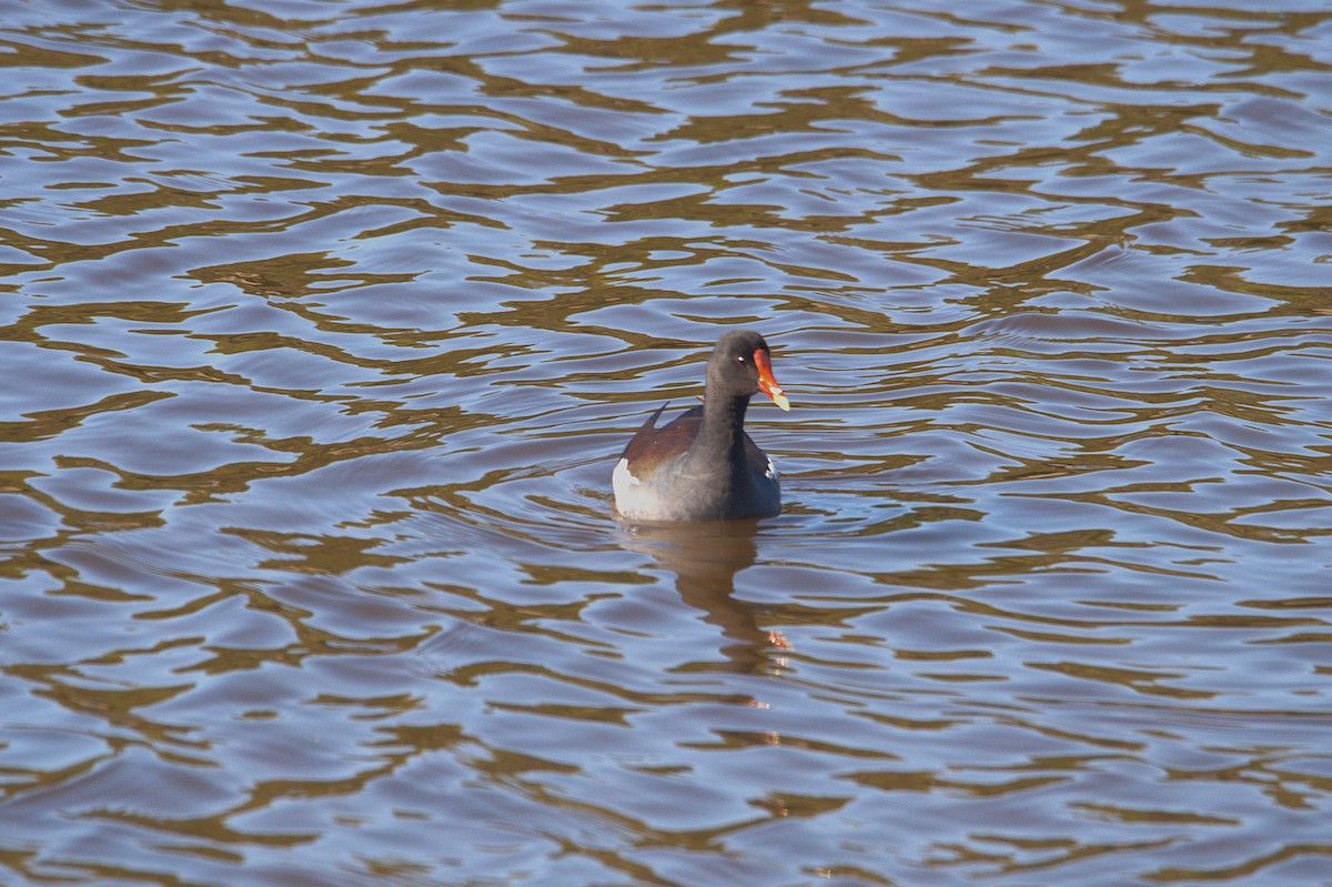 Common Gallinule - ML628458452