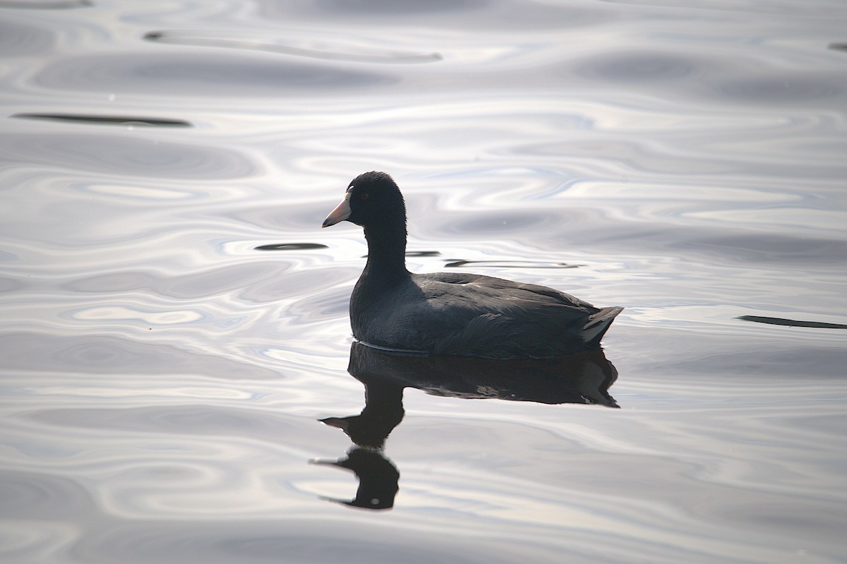 American Coot - ML628458460