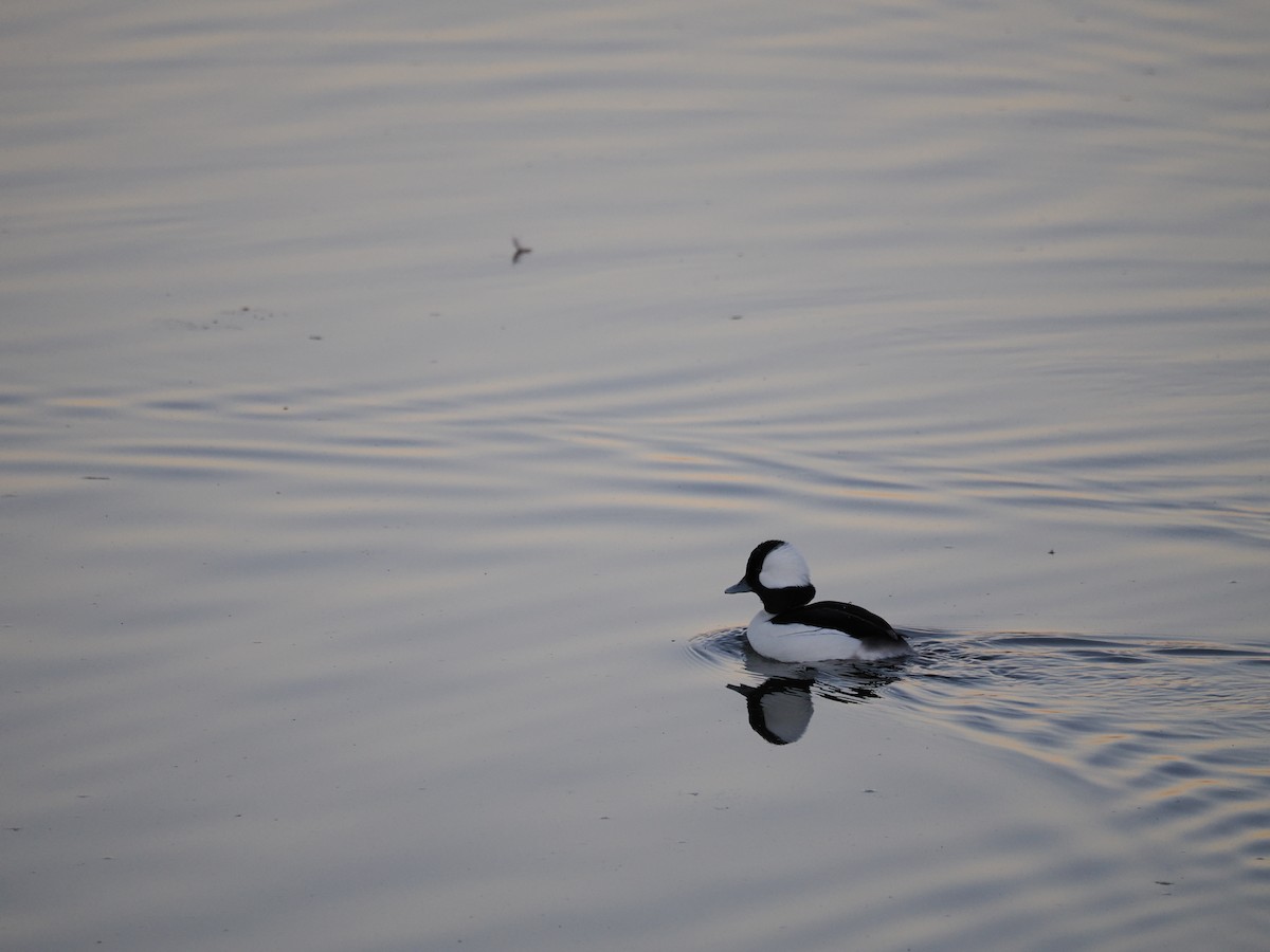 Bufflehead - Rodrigo Dueñas