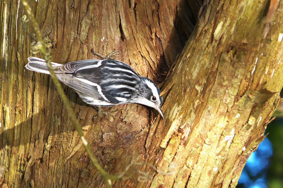 Black-and-white Warbler - ML628458476