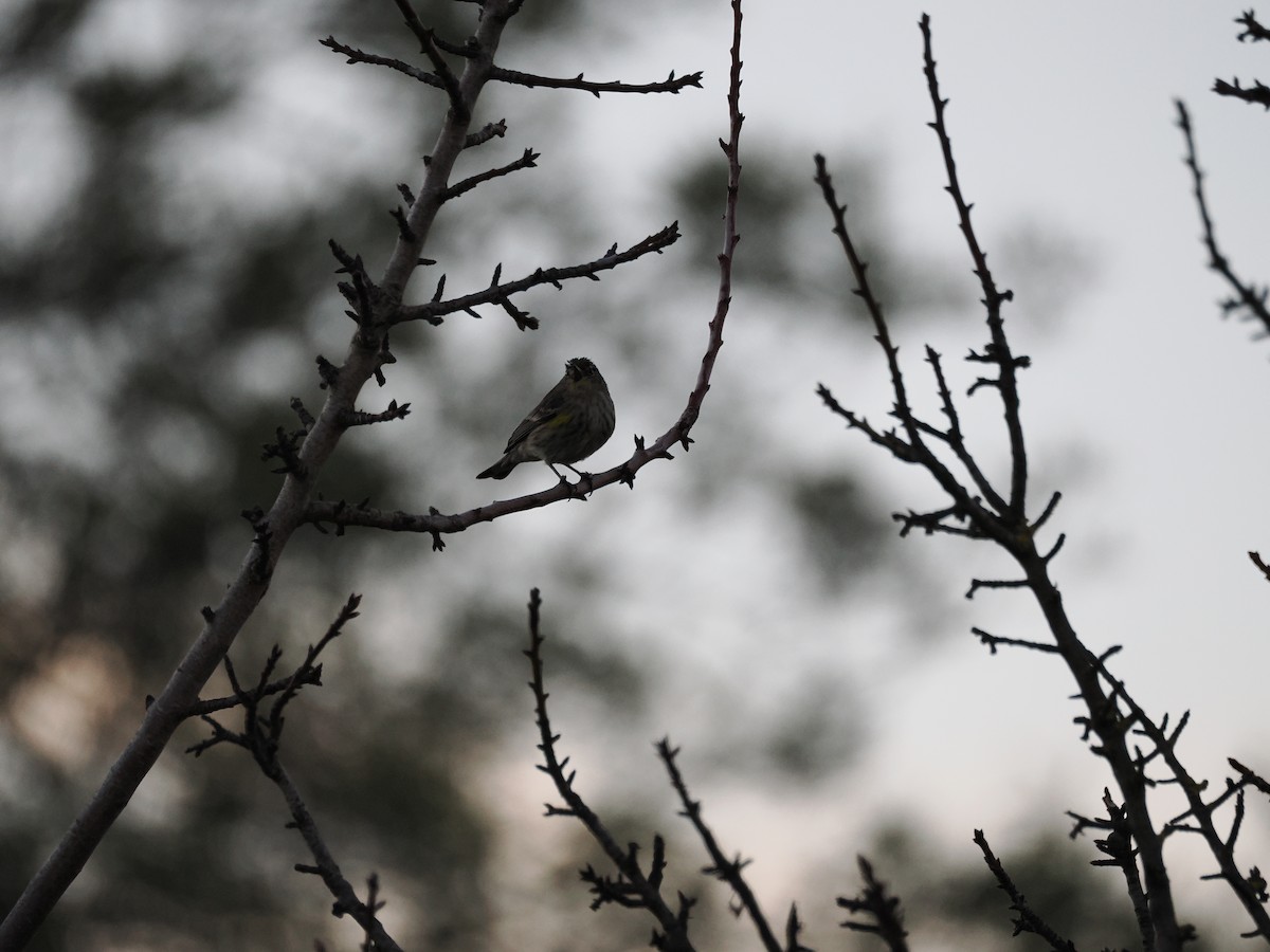 Yellow-rumped Warbler (Audubon's) - Rodrigo Dueñas