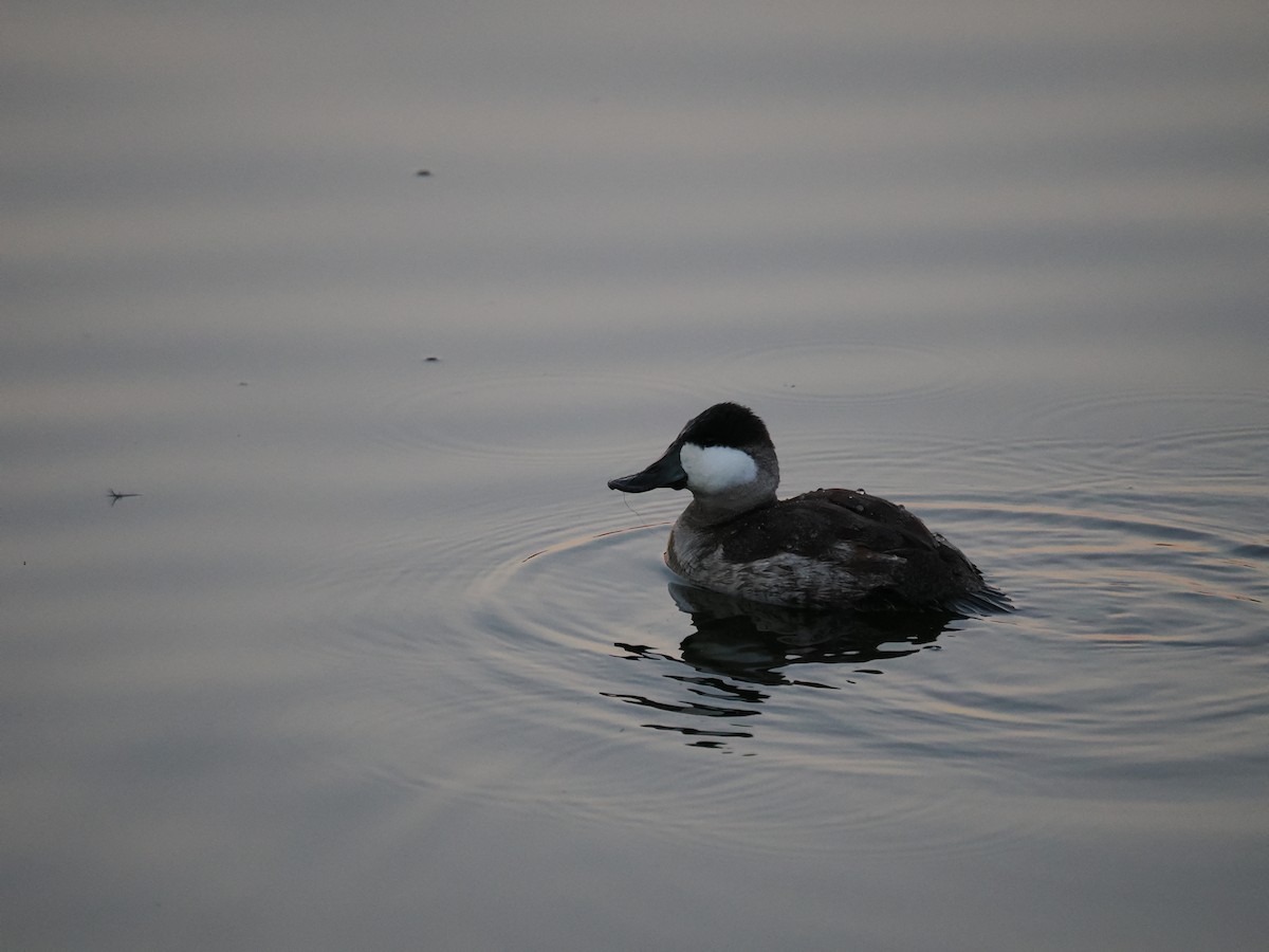 Ruddy Duck - Rodrigo Dueñas