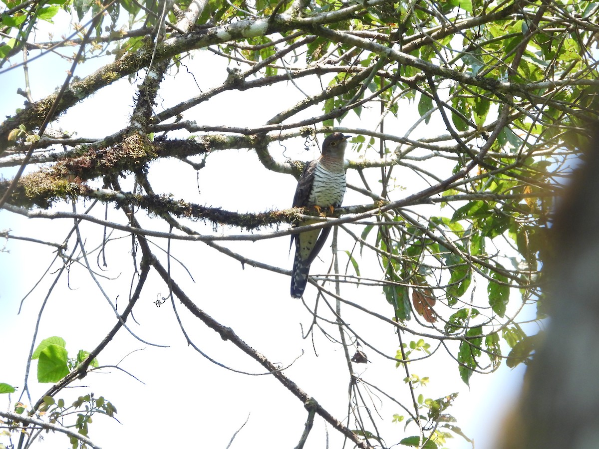Madagascar Cuckoo - ML628458639