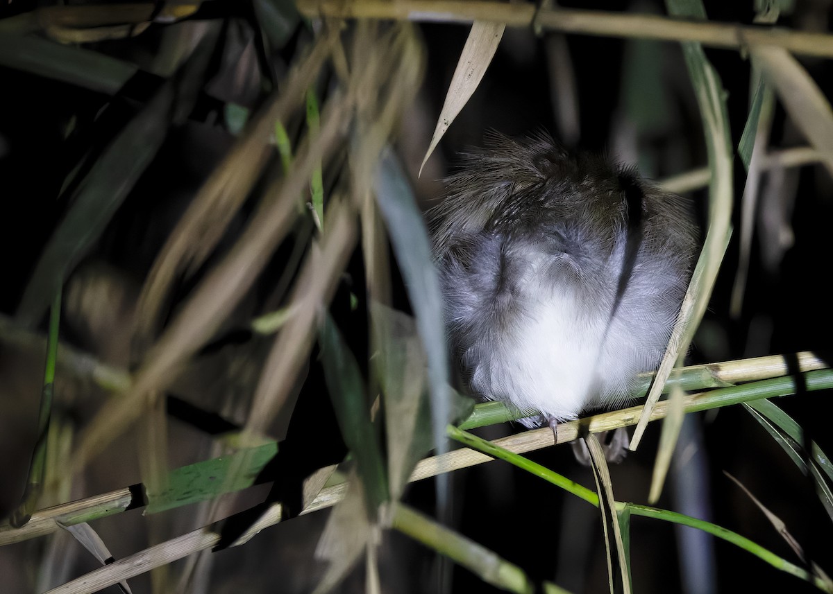 White-chested Babbler (Bornean) - ML628458670